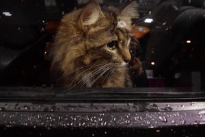 cat-1575650_960_720