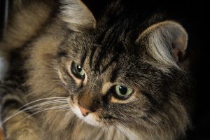 cat-2309126_960_720